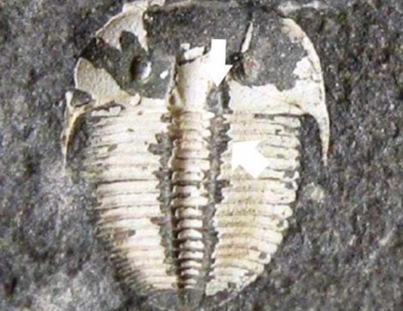 Trilobites