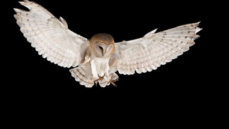 Lechuza en vuelo