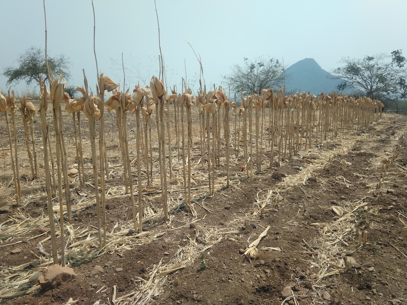 Milpa de maíz en el norte de México