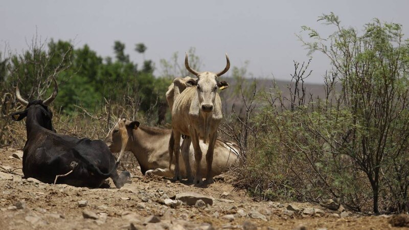 Vacas en el campo