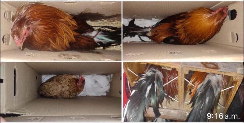 Gallos rescatados de jaulas precarias durante el operativo contra peleas ilegales en la colonia Nueva San Rafael, Naucalpan.