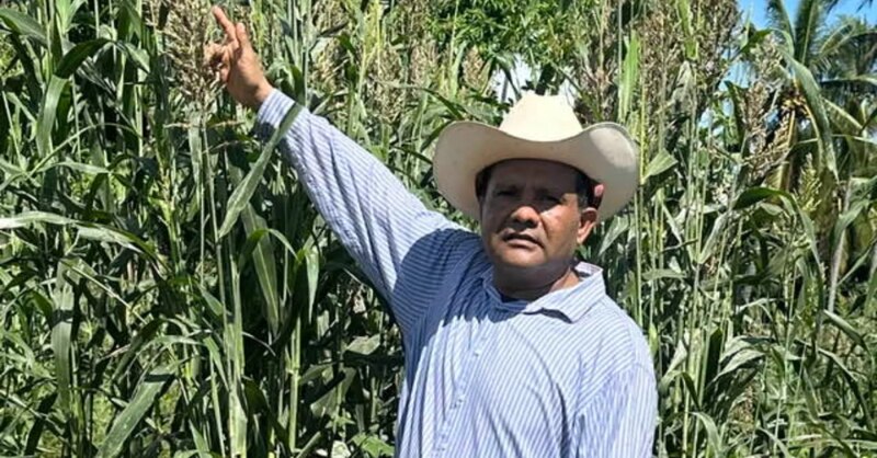 Agricultor orgulloso de su cultivo de maíz.