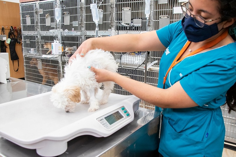 Pesando a un perro en la clínica veterinaria