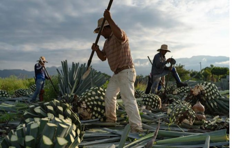 Cosecha de agave en México