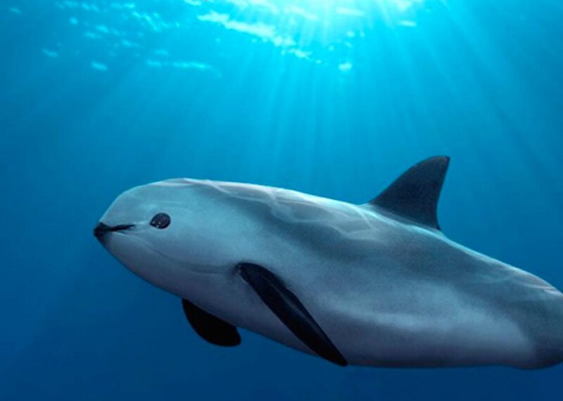 La vaquita marina, una especie en peligro de extinción