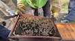 Plaguicidas amenazan la supervivencia de las abejas