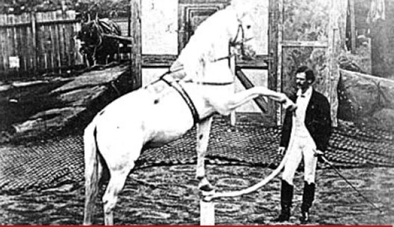 Un caballo blanco se para sobre sus patas traseras