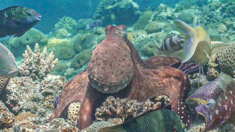 Pulpo común en su hábitat