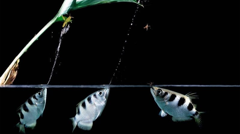Peces nadando en el agua