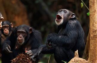 Los monos también tienen ritmo, según un estudio