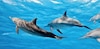 Cámara de Diputados avala prohibir uso de delfines en espectáculos y terapias