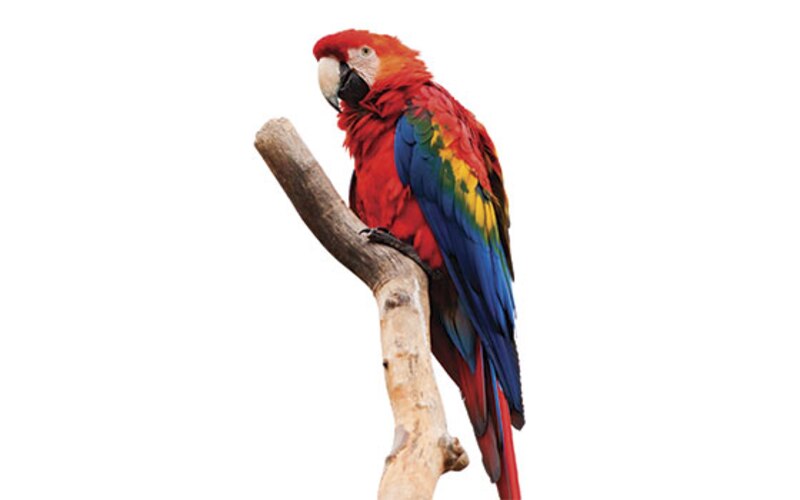 Loro guacamayo