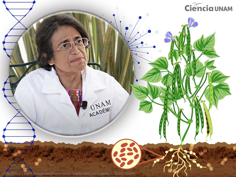 La Dra. María Elena Trujillo, académica de la UNAM, estudia la biotecnología de las leguminosas para mejorar su calidad nutricional.