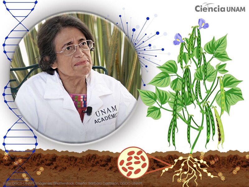 La Dra. María Elena Trujillo, académica de la UNAM, estudia la biotecnología de las leguminosas para mejorar su calidad nutricional.