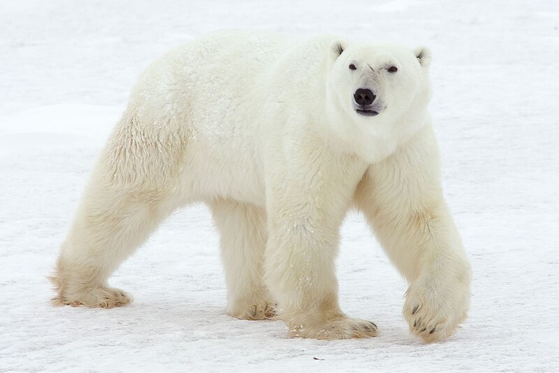 Oso polar caminando sobre el hielo