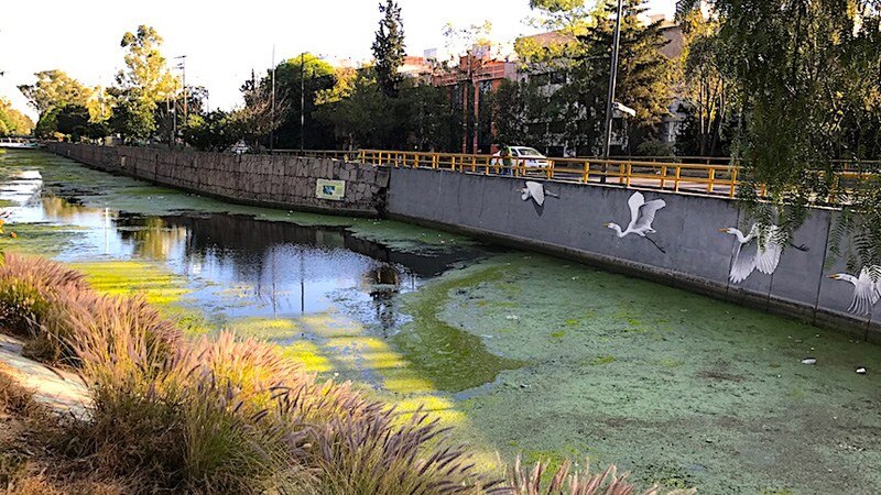 Un canal de agua verde con pintadas de aves en el muro que lo acompaña