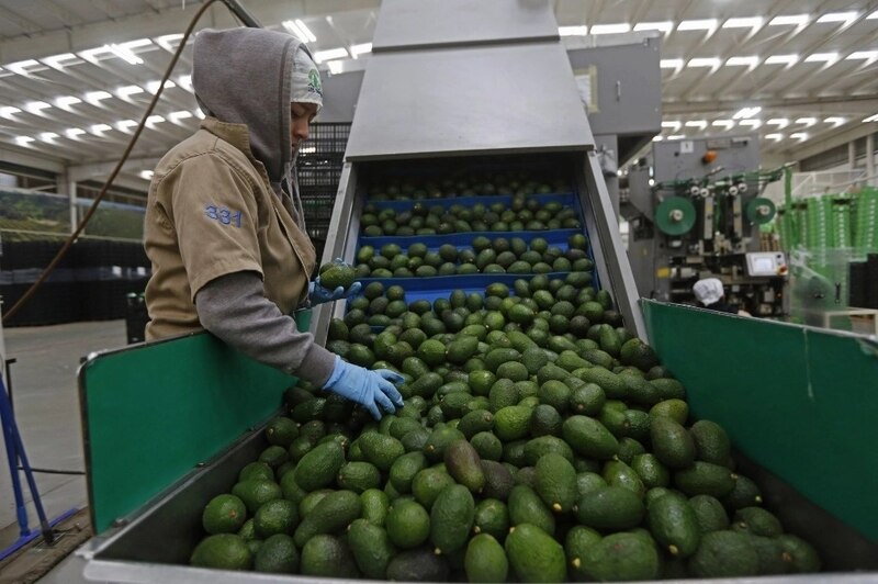 Trabajador de una planta de envasado de aguacates