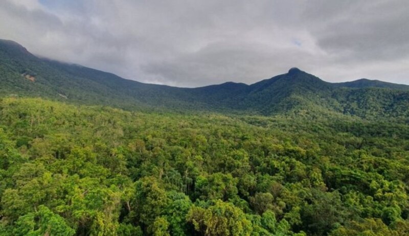 Impresionante vista aérea de la selva tropical