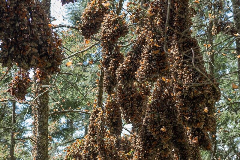 Mariposas monarca en Michoacán