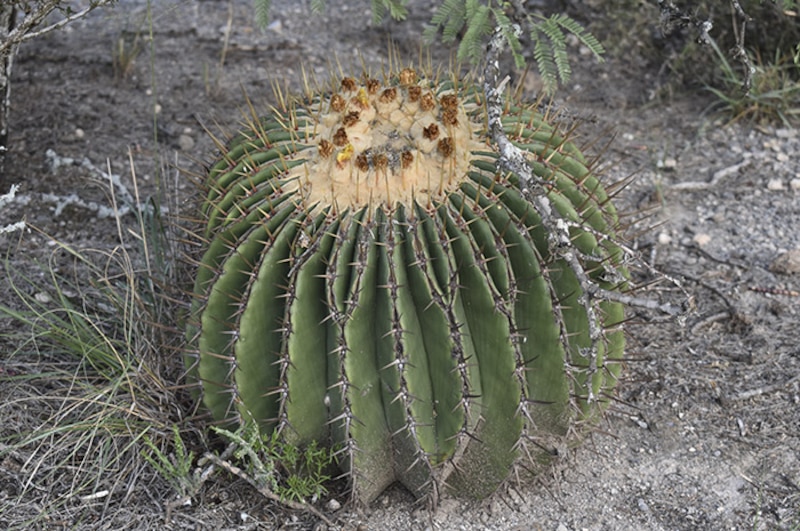 El cactus barril