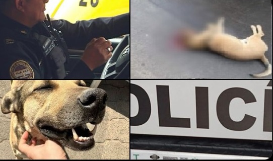 Policía mata a perro a tiros