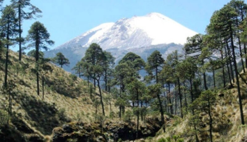 Un hermoso paisaje de montaña con un bosque de pinos en primer plano y una montaña nevada al fondo.