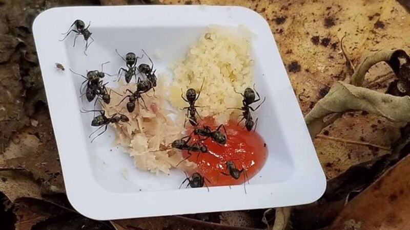 Hormigas comiendo en un plato