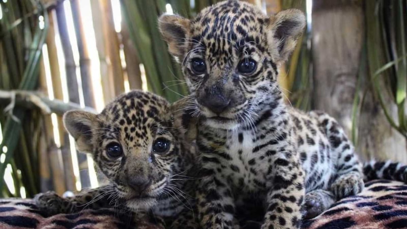 Dos cachorros de jaguar bebés
