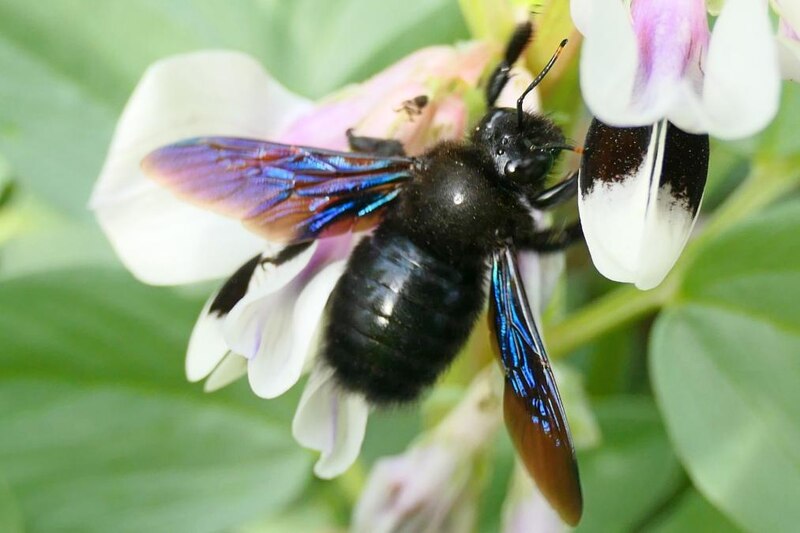 Abejorro negro volando sobre una flor morada