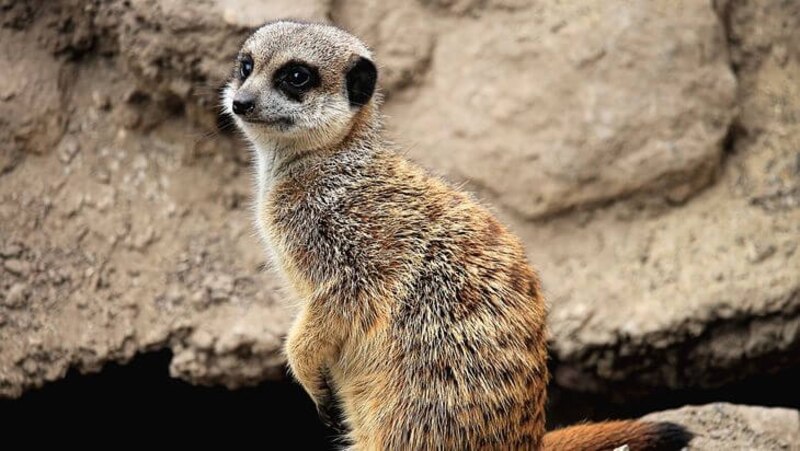 Suricata