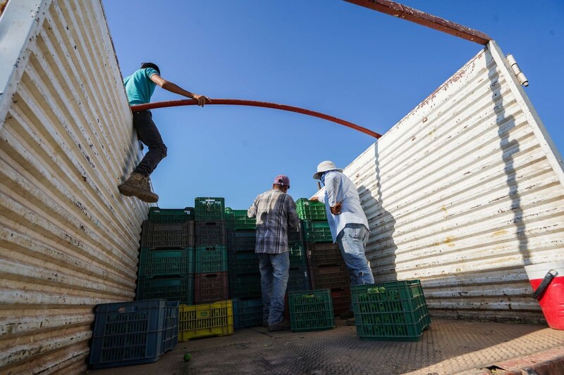 Trabajadores agrícolas cargando cajas de fruta en un camión