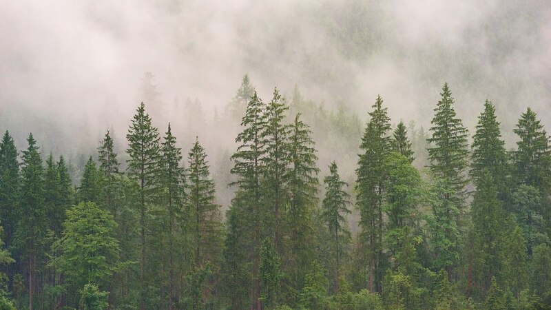 Árboles en la niebla