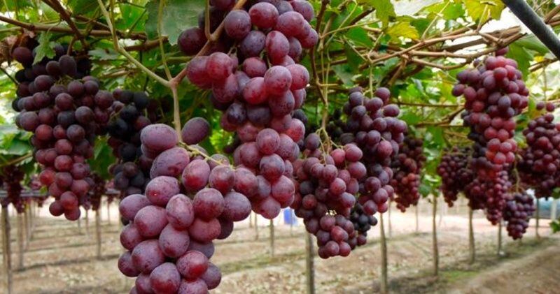 Uvas rojas