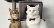 “Gato fest” busca recolectar más de nueve toneladas de alimento para mil michis