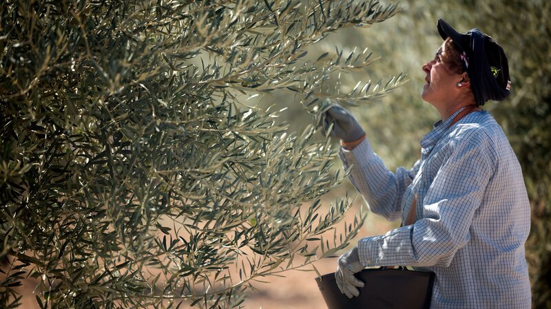 Mujer recogiendo aceitunas de un árbol