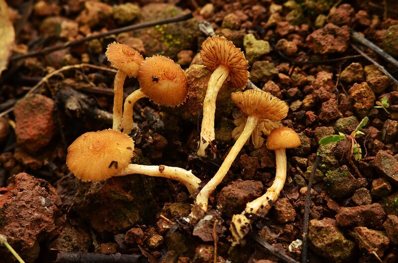 Hongos creciendo en la tierra