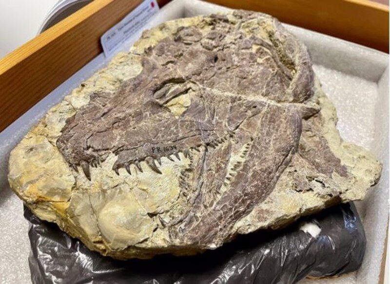 Fósil de cráneo de dinosaurio