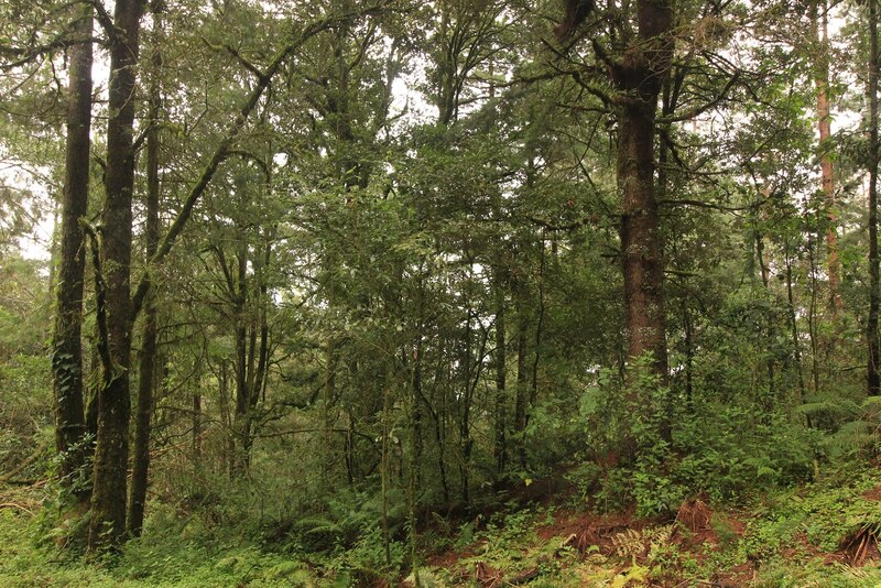 Un bosque verde y frondoso