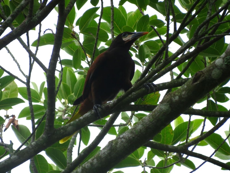 La imagen muestra a un ave de color negro con el pico amarillo encaramada en una rama de un árbol.