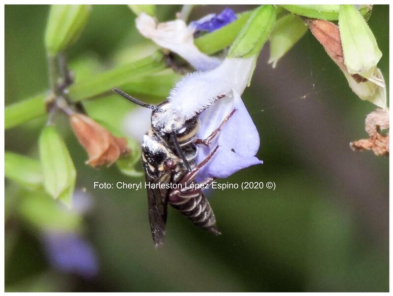 Una abeja tomando néctar de una flor morada