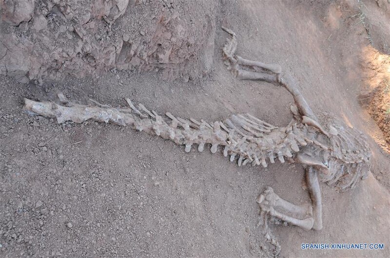 Descubren en Argentina un nuevo dinosaurio carnívoro
