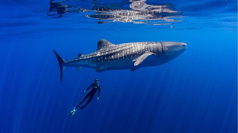 Tiburón ballena nada junto a una buceadora