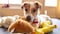 Los perros muestran comportamientos similares a la adicción respecto a sus juguetes