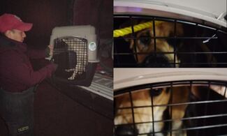 Fueron contra los ‘lomitos’: denuncian operativo contra perros callejeros en Chignahuapan, Puebla