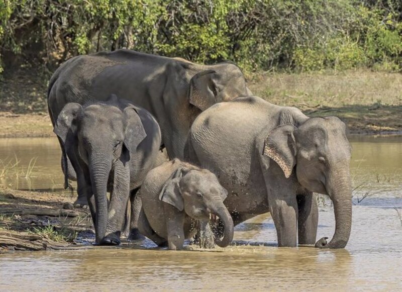 Familia de elefantes jugando en el agua