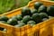 Jalisco suma tres municipios y un área agroecológica como zonas libres de barrenadores del aguacate