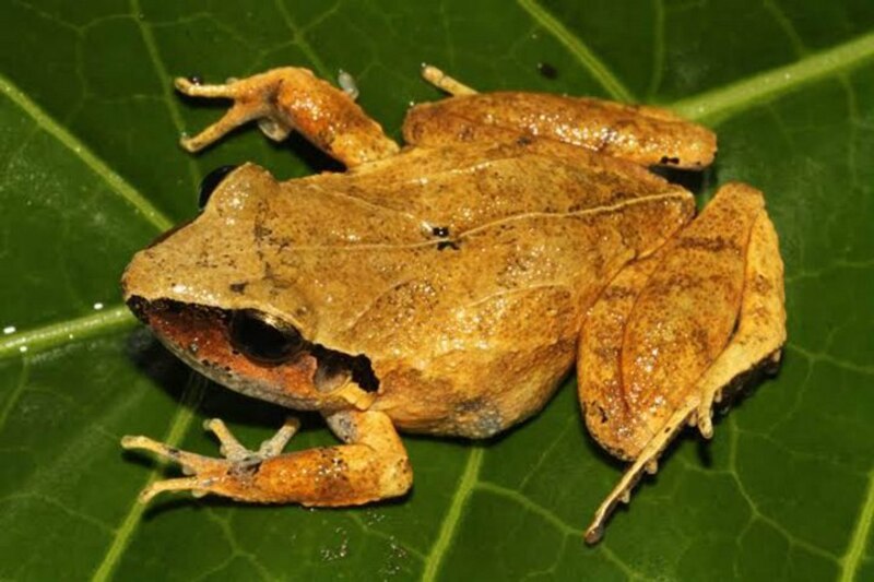 Una pequeña rana marrón se sienta en una hoja verde