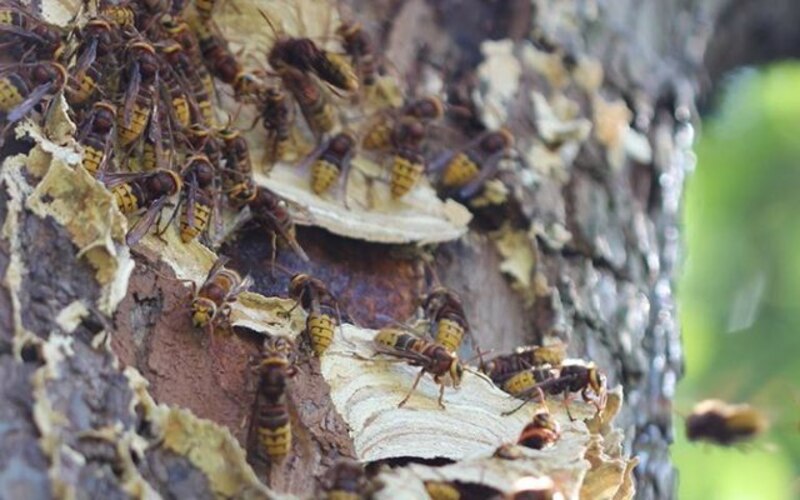 Avispas en un árbol