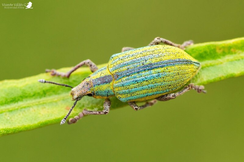 Escarabajo verde y azul brillante