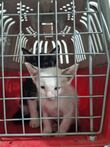 Resguardan en Tlajomulco a 20 animales por presunta crueldad